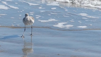 Video: Western Willet